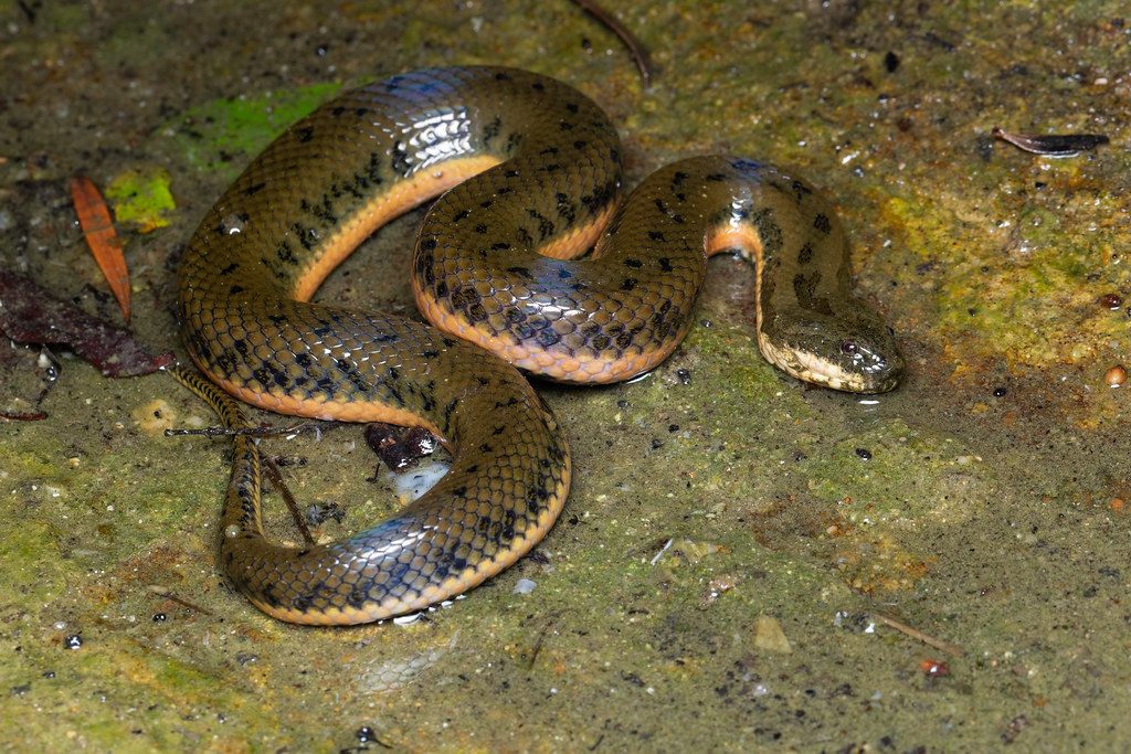 Myrrophis chinensis